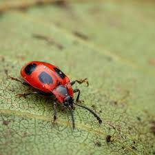 Attēlu rezultāti vaicājumam “Endomychus coccineus”