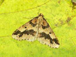 Attēlu rezultāti vaicājumam “Erannis defoliaria”