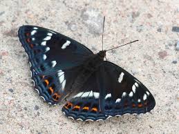 Attēlu rezultāti vaicājumam “Limenitis populi underside”