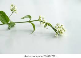 Attēlu rezultāti vaicājumam “Vincetoxicum hirundinaria flower”