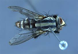 Attēlu rezultāti vaicājumam “Sarcophagidae”