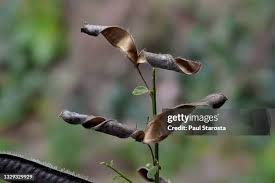 Attēlu rezultāti vaicājumam “Cytisus scoparius fruit”