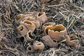 Attēlu rezultāti vaicājumam “Peziza vesiculosa”