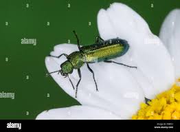 Attēlu rezultāti vaicājumam “Dasytidae”