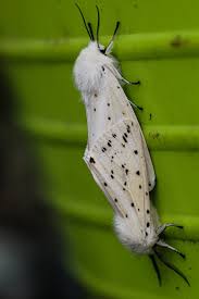 Attēlu rezultāti vaicājumam “Melanchra persicariae larva”