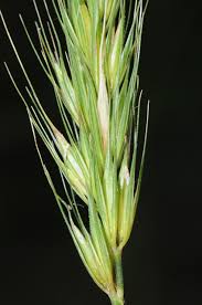 Attēlu rezultāti vaicājumam “Hordelymus europaeus”