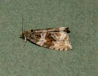 Attēlu rezultāti vaicājumam “Orthotaenia undulana”