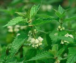 Attēlu rezultāti vaicājumam “Lamium album”