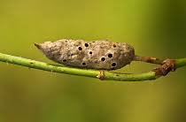 Attēlu rezultāti vaicājumam “Diastrophus rubi”