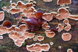 Attēlu rezultāti vaicājumam “Steccherinum bourdotii”