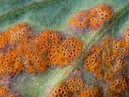 Attēlu rezultāti vaicājumam “Puccinia poarum”