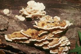 Attēlu rezultāti vaicājumam “Antrodiella semisupina”