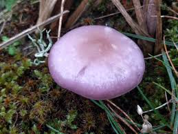 Attēlu rezultāti vaicājumam “Lepista sp.”