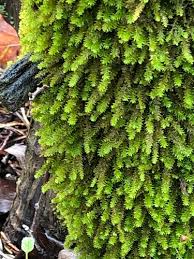 Attēlu rezultāti vaicājumam “Anomodon viticulosus”