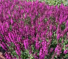 Image result for Salvia nemorosa