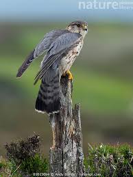 Image result for Falco columbarius