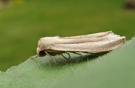 Attēlu rezultāti vaicājumam “Mythimna flammea”