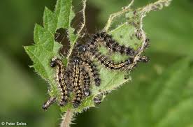 Attēlu rezultāti vaicājumam “Euphydryas maturna larva”
