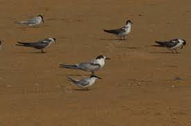 Attēlu rezultāti vaicājumam “Sterna hirundo adult”