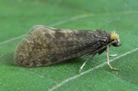 Attēlu rezultāti vaicājumam “Taleporia tubulosa”