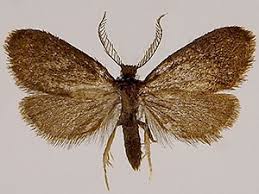 Attēlu rezultāti vaicājumam “Psyche casta”