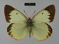 Attēlu rezultāti vaicājumam “Colias palaeno upperside”