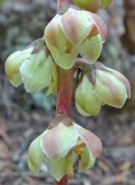 Attēlu rezultāti vaicājumam “Pyrola minor bud”