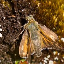 Attēlu rezultāti vaicājumam “Hesperia comma”