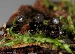 Attēlu rezultāti vaicājumam “Lamproderma arcyrioides stalked”