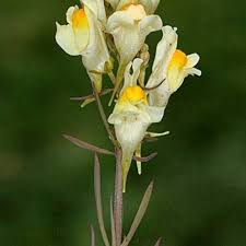 Image result for Linaria vulgaris