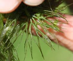 Attēlu rezultāti vaicājumam “Ceratophyllum submersum”