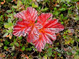 Attēlu rezultāti vaicājumam “Rubus chamaemorus leaf”