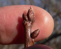 Attēlu rezultāti vaicājumam “Quercus rubra bud”