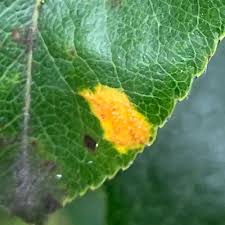 Attēlu rezultāti vaicājumam “Gymnosporangium sabinae”