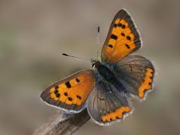 Attēlu rezultāti vaicājumam “Lycaena phlaeas”