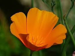 Attēlu rezultāti vaicājumam “Eschscholzia californica leaf”