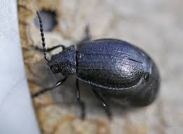 Attēlu rezultāti vaicājumam “Galeruca tanaceti”