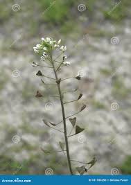 Attēlu rezultāti vaicājumam “Capsella bursa-pastoris fruit”