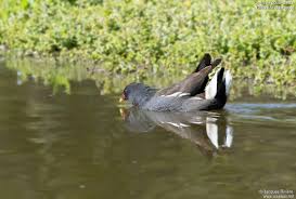 Attēlu rezultāti vaicājumam “Gallinula chloropus adult”