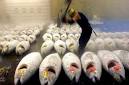 Doha Conference Defeats Tuna Ban, But You Can Still Do Your Part ...