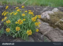 Attēlu rezultāti vaicājumam “Sedum aizoon flower”