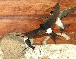 Attēlu rezultāti vaicājumam “Delichon urbicum nest”