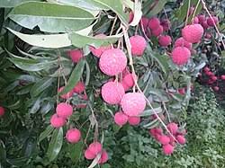 Image result for Litchi chinensis