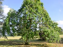 Attēlu rezultāti vaicājumam “Fraxinus excelsior Pendula female flower”