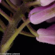 Attēlu rezultāti vaicājumam “Hesperis matronalis bud”
