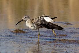 Image result for Calidris himantopus