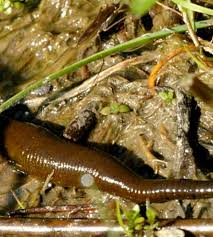 Attēlu rezultāti vaicājumam “Haemopis sanguisuga”