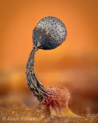 Attēlu rezultāti vaicājumam “Cribraria argillacea sessile”