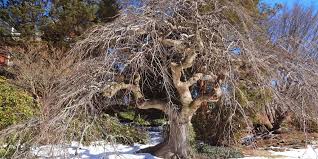 Attēlu rezultāti vaicājumam “Ulmus glabra”