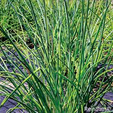 Image result for Schnittlauch